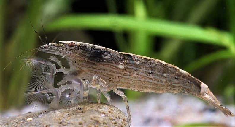 Bamboo-shrimp-Atyopsis-moluccensis