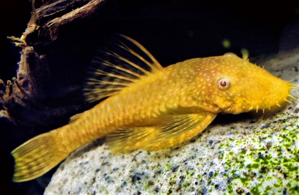 Bristlenose Pleco Food and Diet