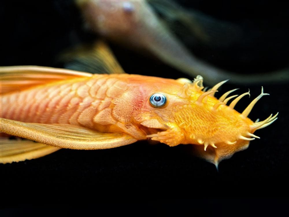 Bristlenose Pleco