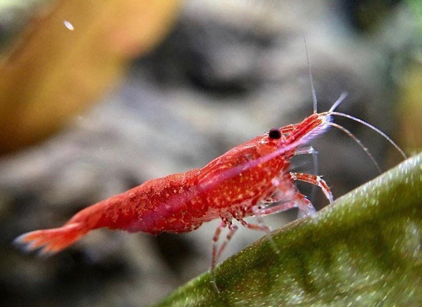 Red Shrimp