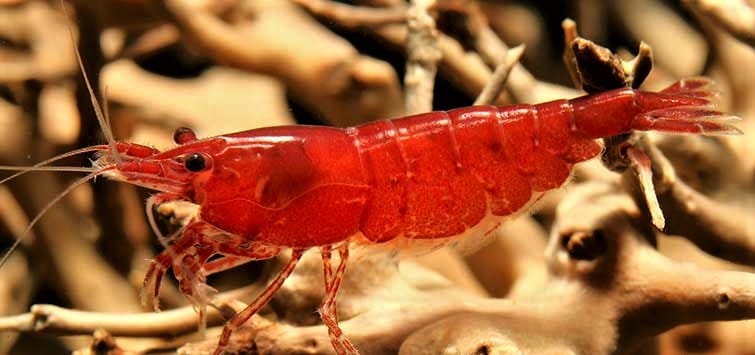 red_cherry_shrimp