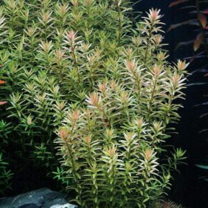 rotala rotundifolia low light aquarium plants