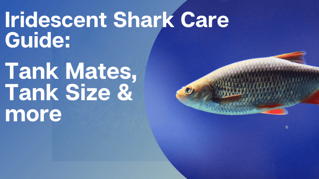 Iridescent Shark Care Guide: Tank Mates, Tank Size & more