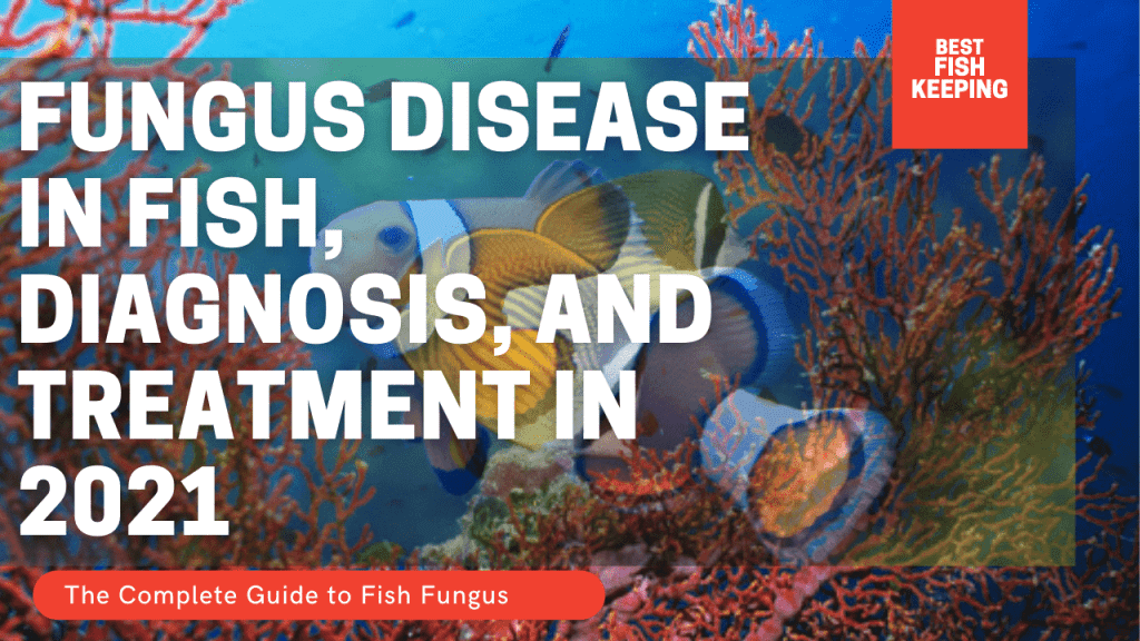 Fungus Disease In Fish, Diagnosis, And Treatment in 2021