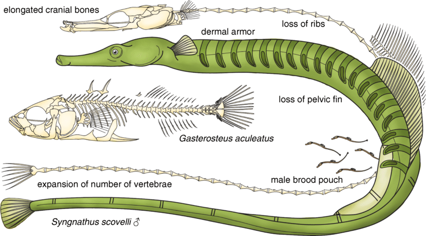 Generation and spread of pipefish