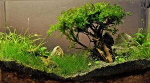 java moss dying