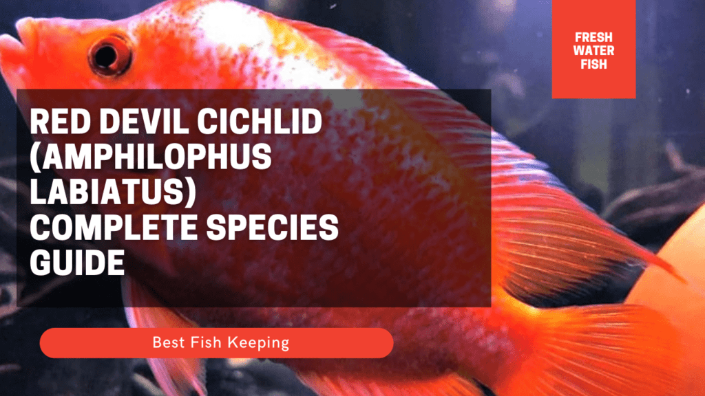 Red Devil Cichlid (Amphilophus
labiatus) Complete Species Guide