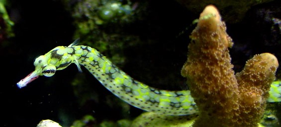 Pipefish Care Guide