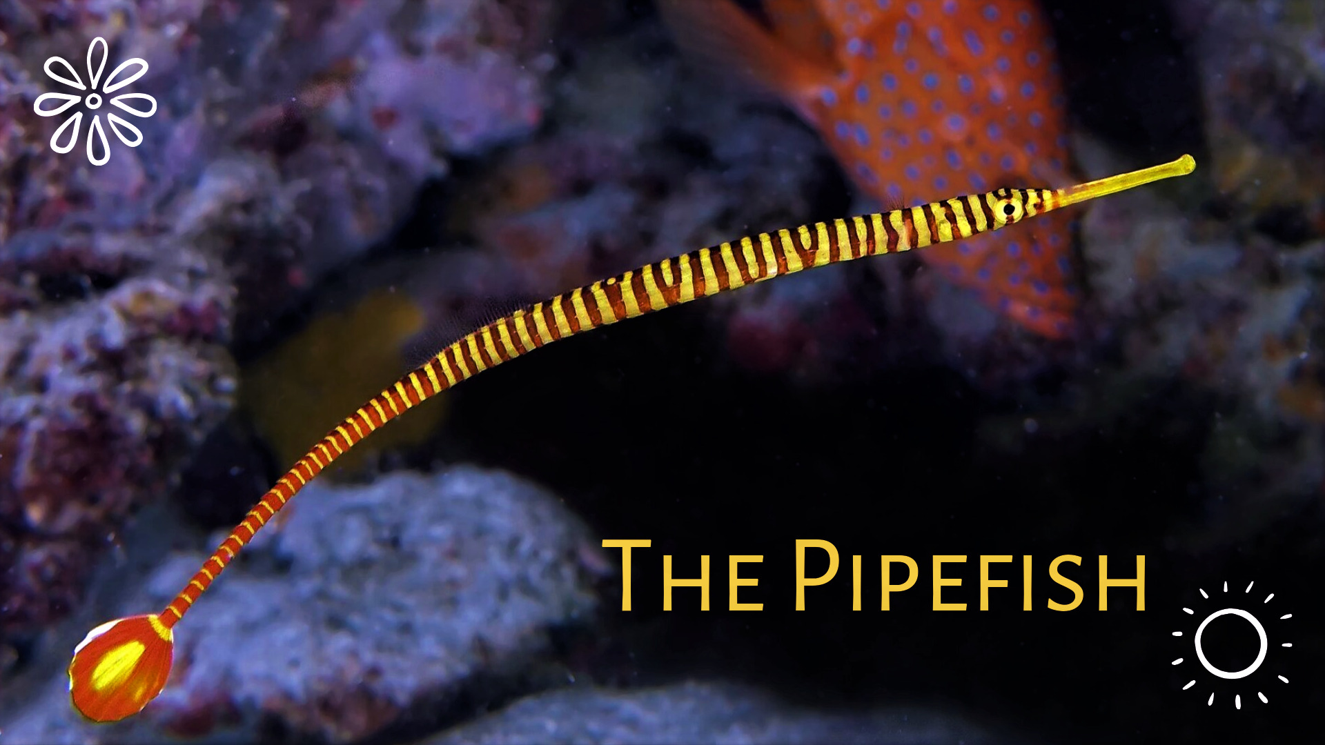 Pipefish care and Aquarium