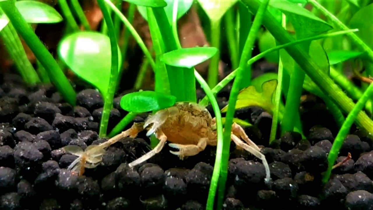 Thai Micro Crab | Care, Breeding, Tank Size and Diet
