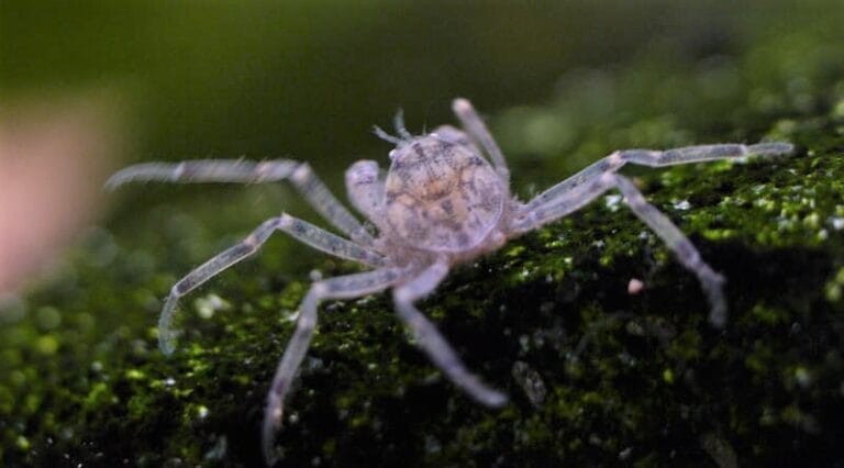Thai Micro Crab | Care, Breeding, Tank Size and Diet