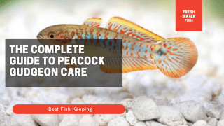 The Complete Guide to Peacock Gudgeon Care