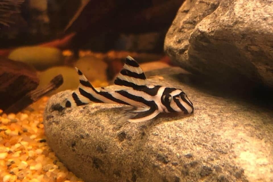 Zebra Pleco
