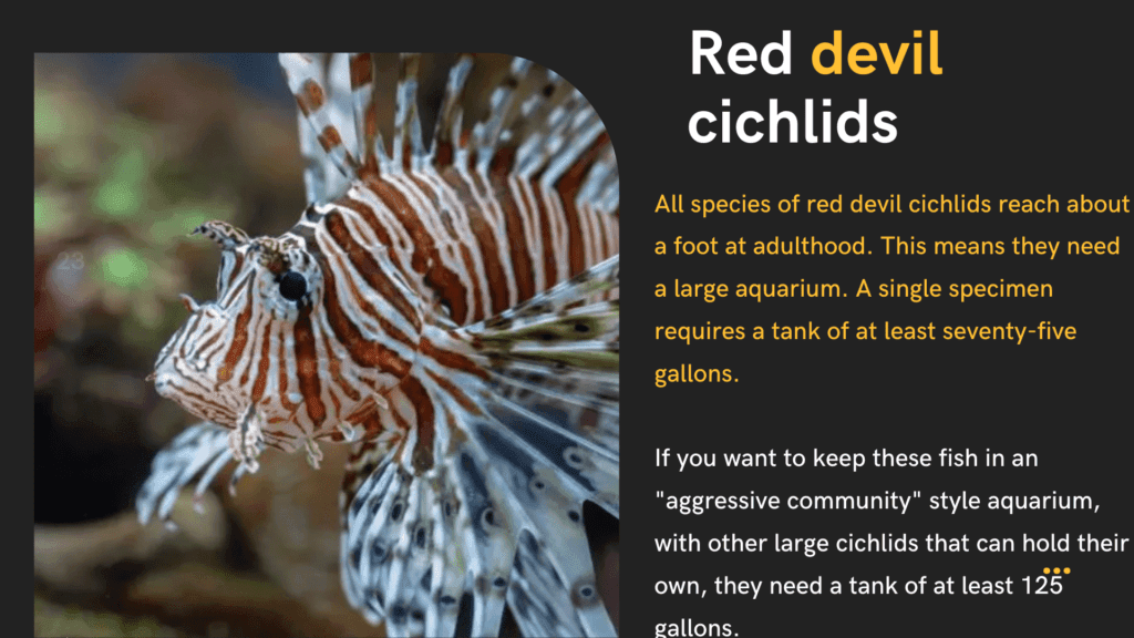 Red Devil Cichlid (Amphilophus
labiatus) Complete Species Guide