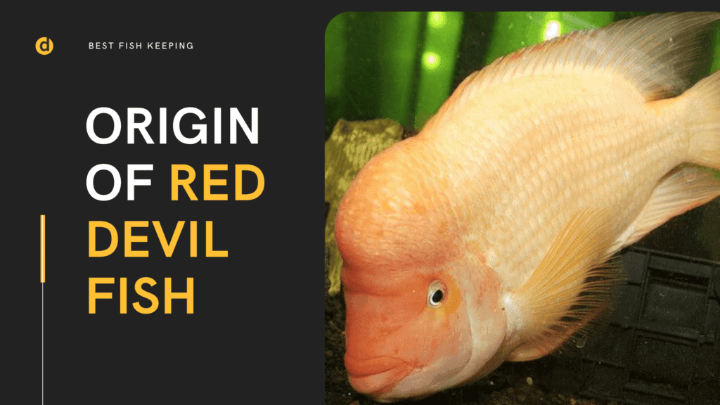 Red Devil Cichlid (Amphilophus
labiatus) Complete Species Guide