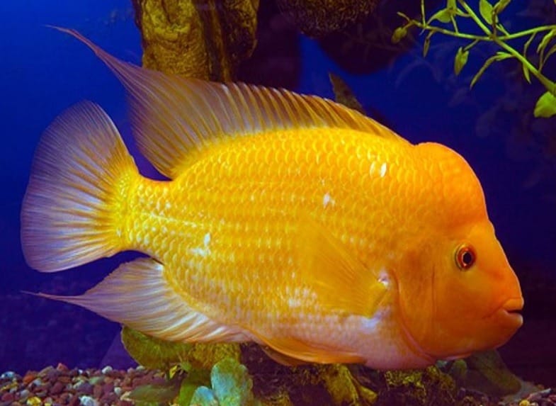 Red Devil Cichlid (Amphilophus
labiatus) yellow