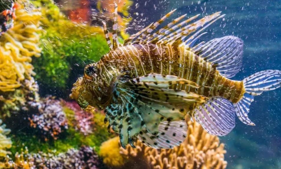 Red Devil Cichlid (Amphilophus
labiatus) appearance