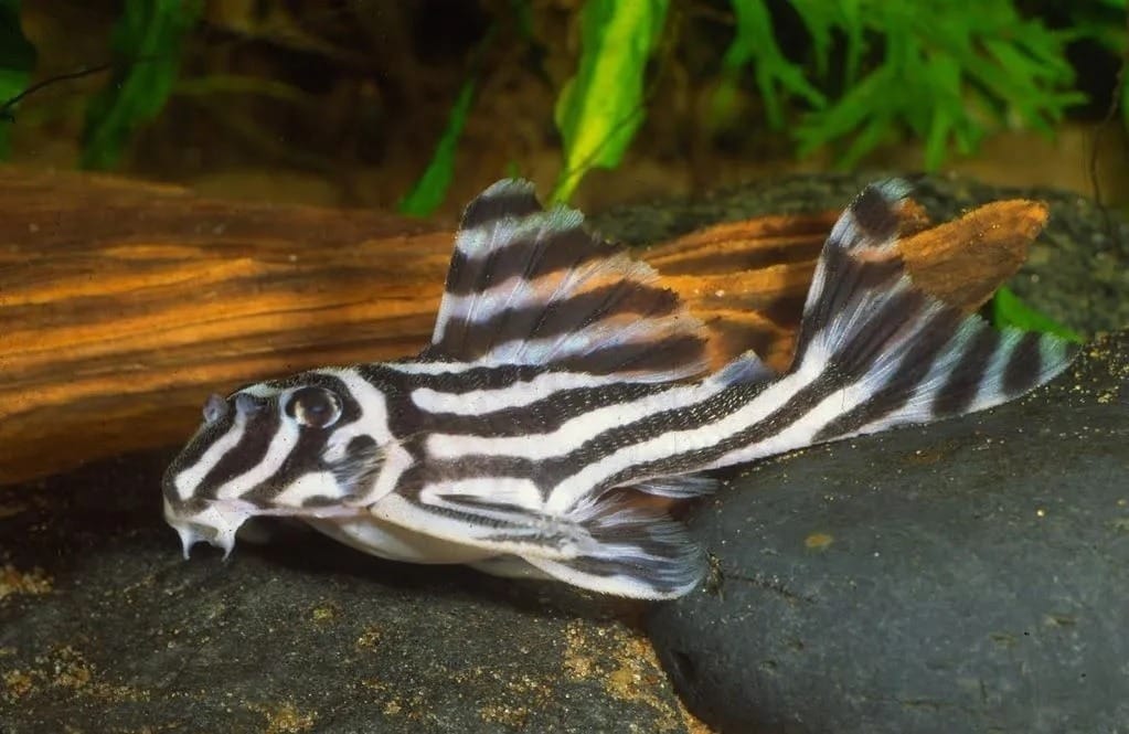 zebra pleco