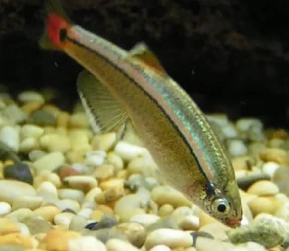 Feeding of Mountain Minnows