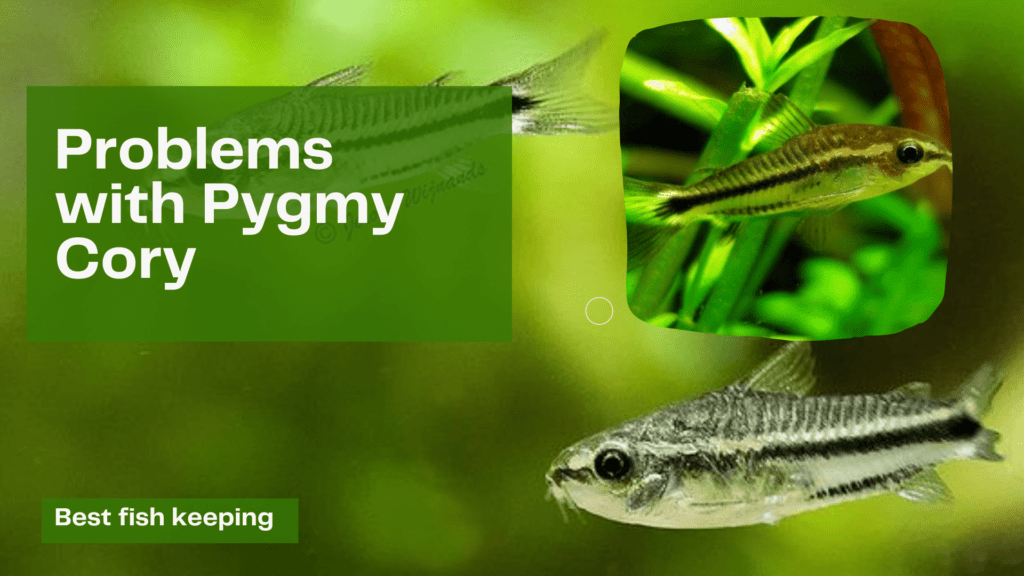 Problems with Pygmy Cory