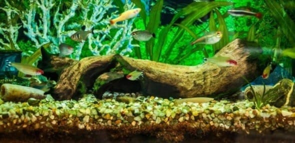 Breeding White Cloud Minnows