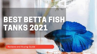 Best Betta Fish Tanks in2021