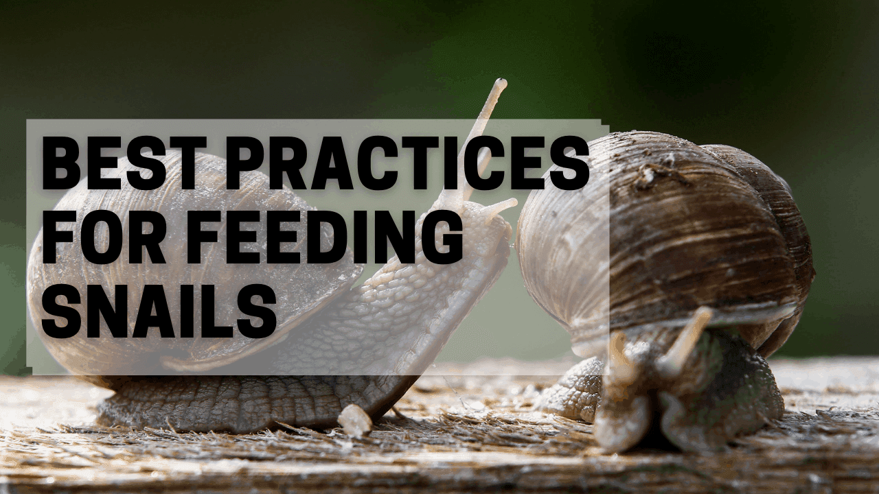 What do snails eat ? A list of food for snails