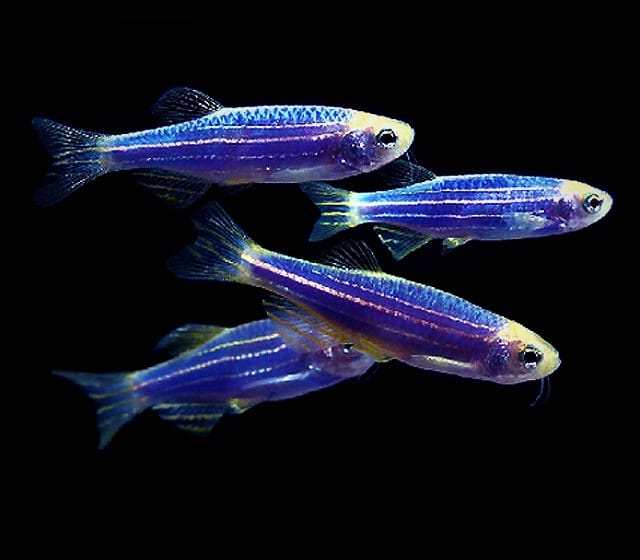 GloFish Danio