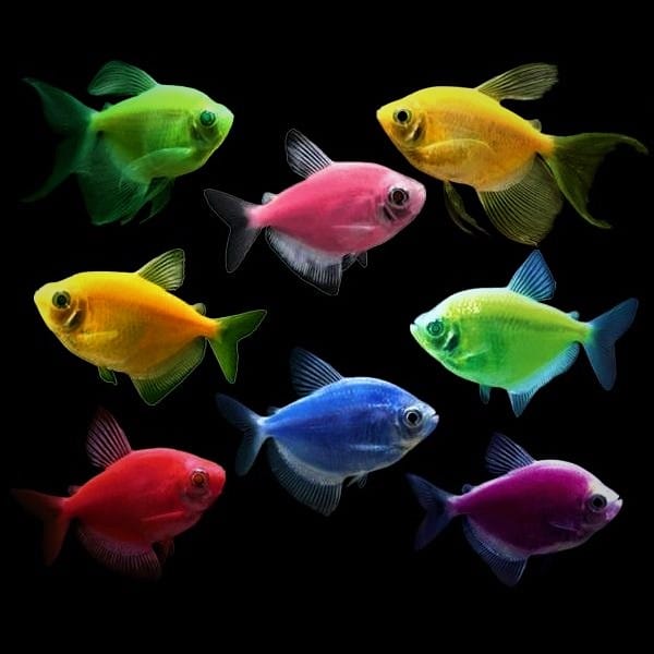 GloFish Tetras