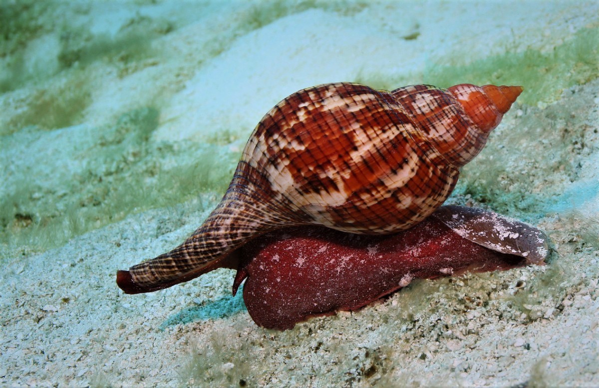 Marine-Snails