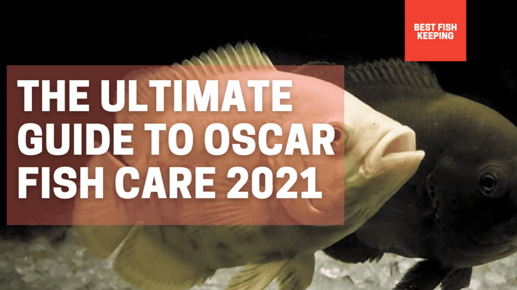 Oscar Fish Care Guide