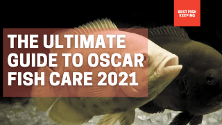 Oscar Fish Care Guide 2021