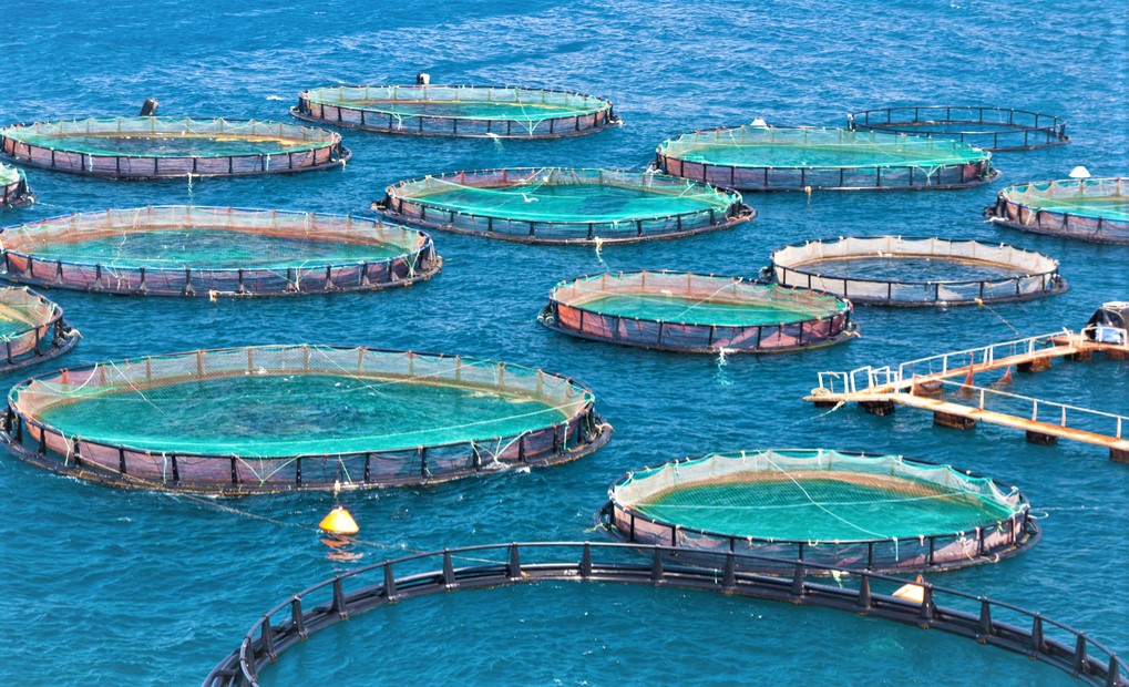 Types Of Aquaculture
