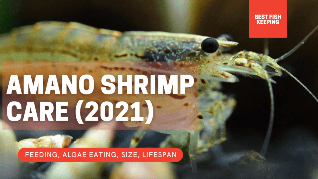 AMANO SHRIMP CARE