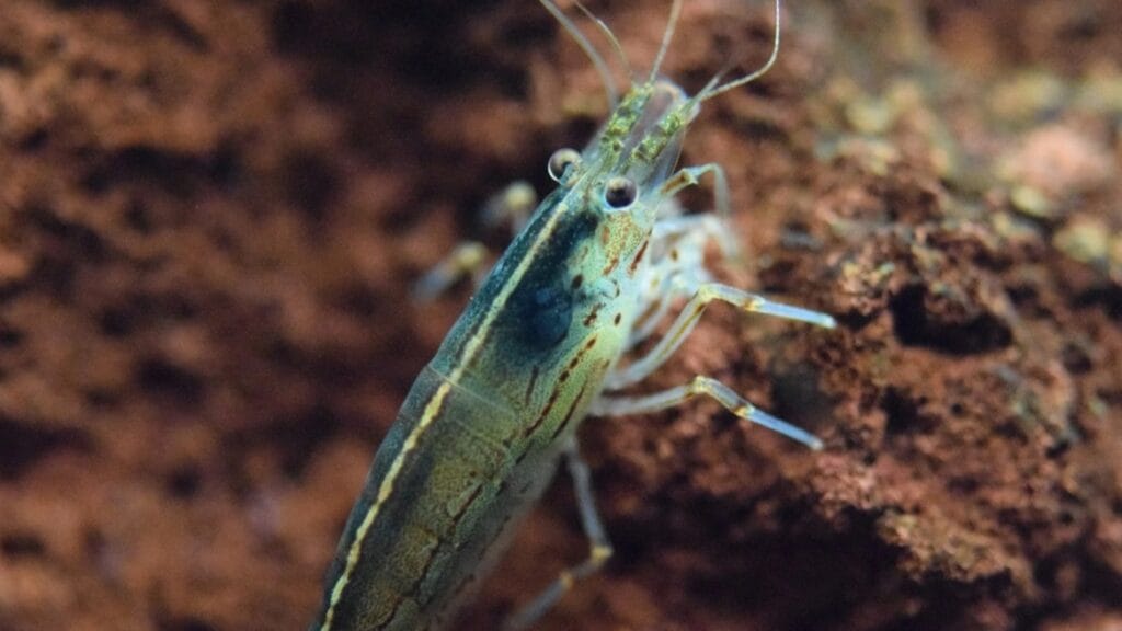 AMANO SHRIMP CARE