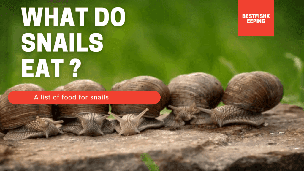 What do snails eat ? A list of food for snails