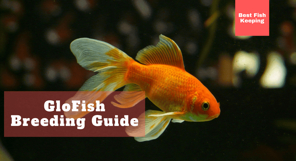 Complete GloFish Breeding Guide and Behavior