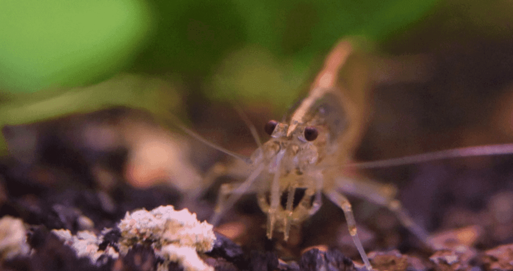 AMANO SHRIMP CARE