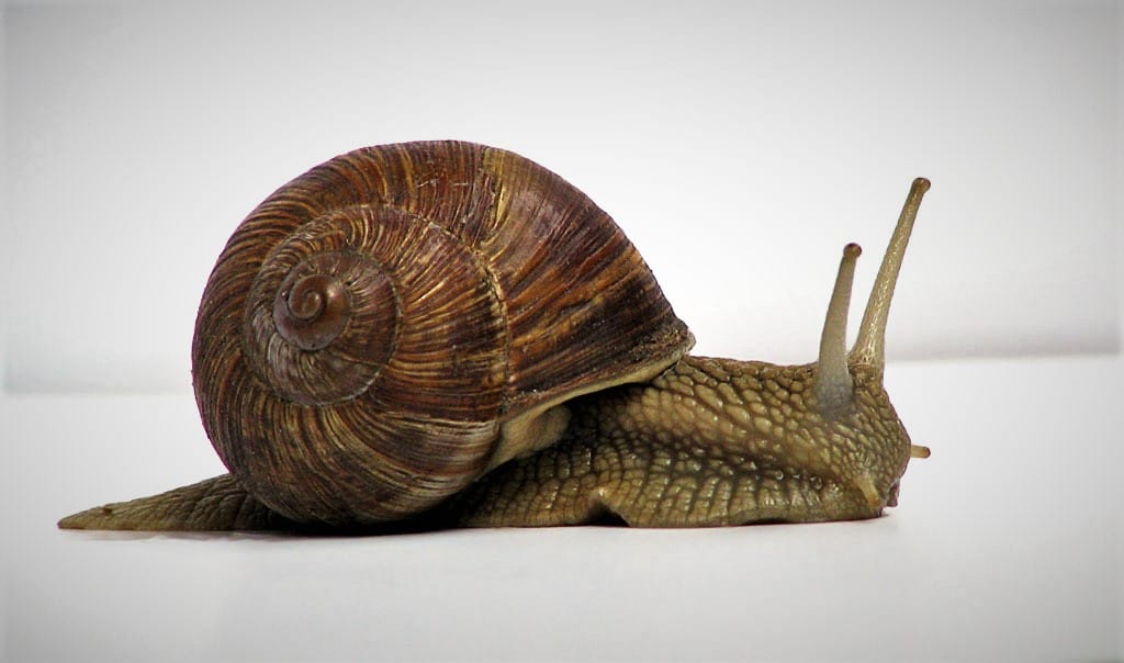 land-snail