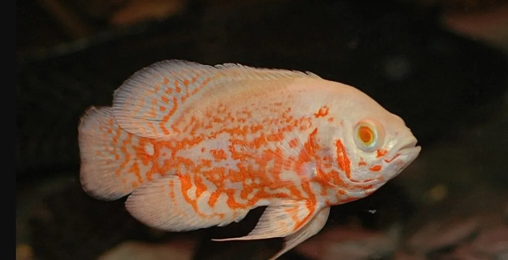 Oscar fish aquaculture