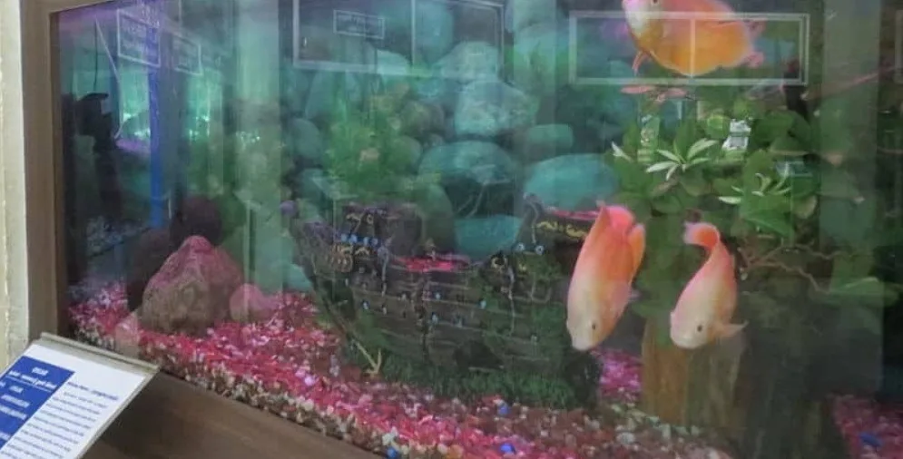 Oscar Fish Care 101