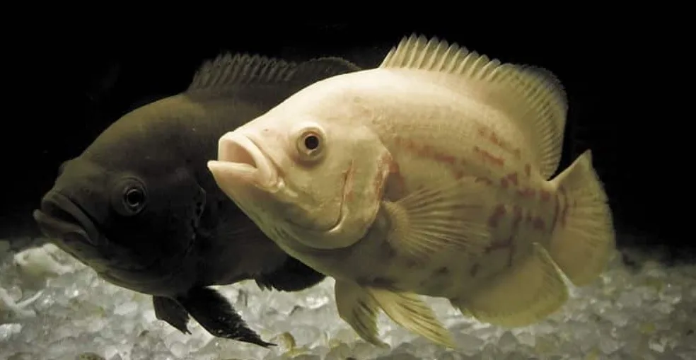Oscar fish food