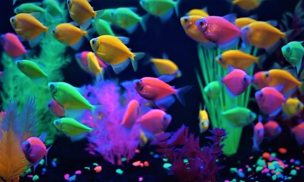 pregnant-glofish