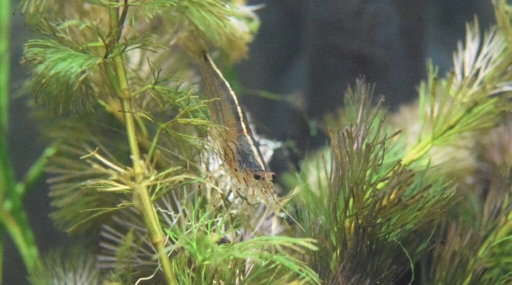 AMANO SHRIMP CARE