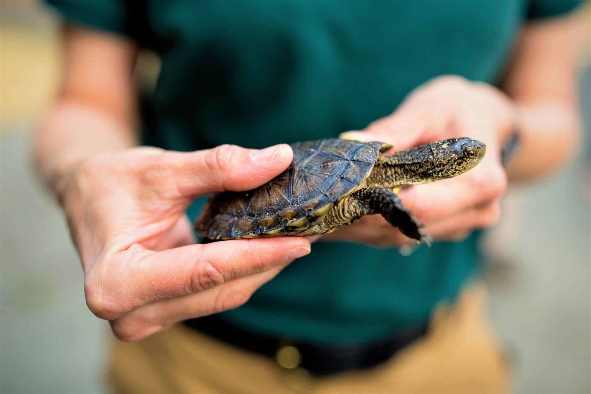 what-do-baby-snapping-turtles-eat