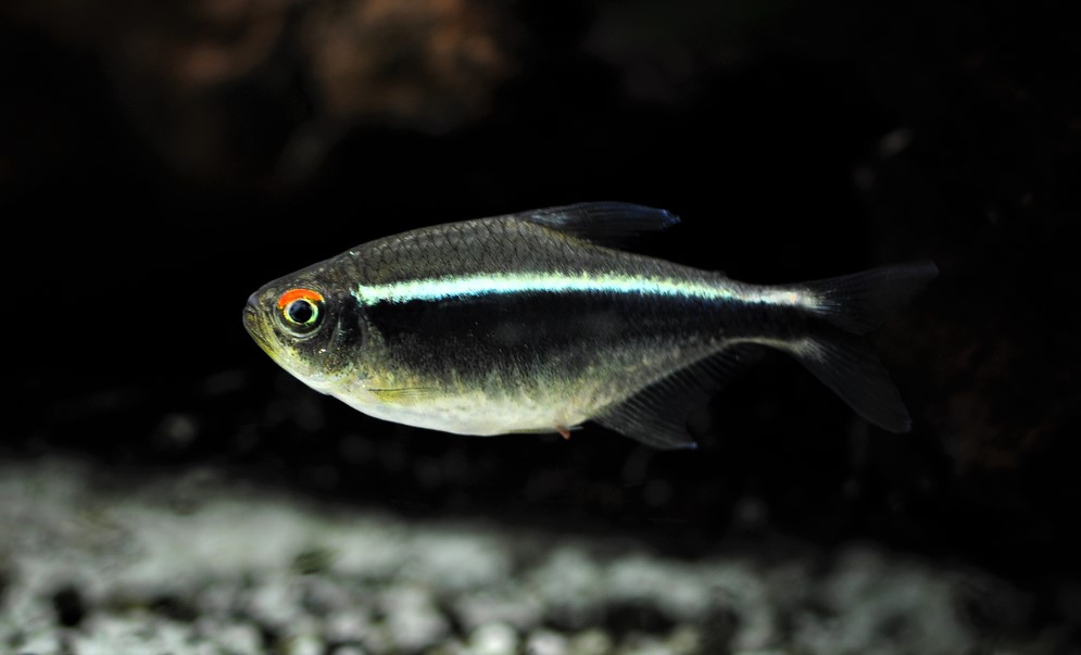 Black Neon Aquarium Fish