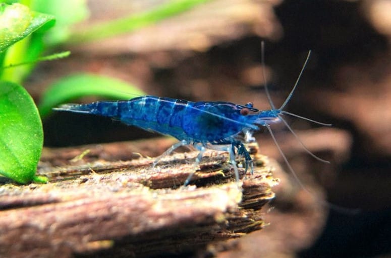 Blue Dream Shrimp  Feeding