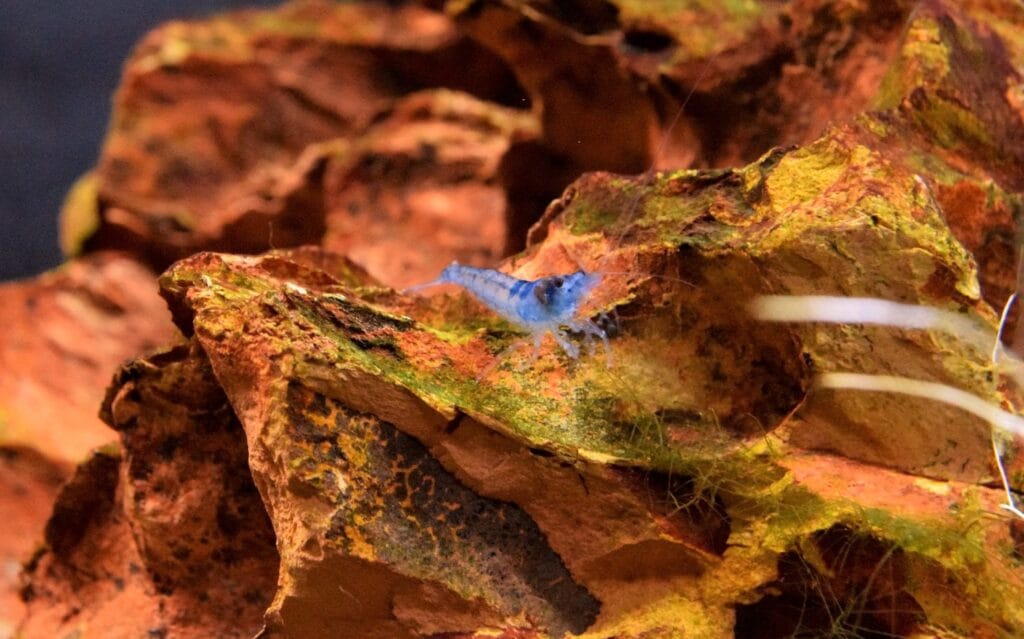 Blue Velvet Shrimp