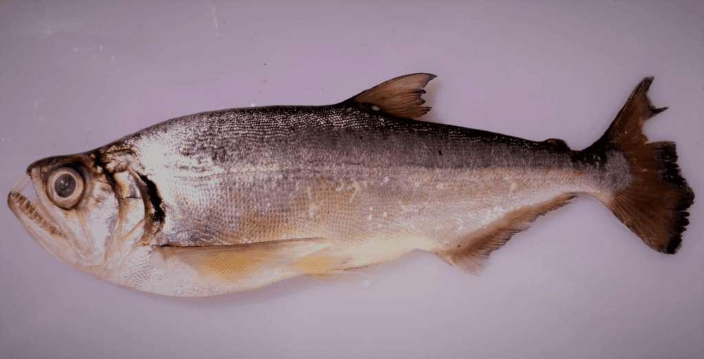 Dogtooth Tetra | Hydrolycus Tatauaia vampire