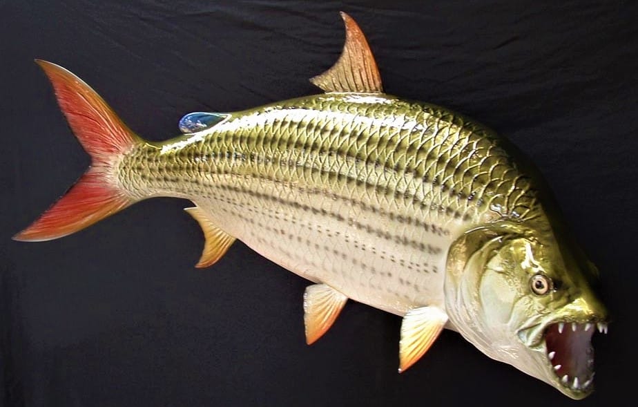 Goliath Tigerfish Most Dangerous Freshwater Fish